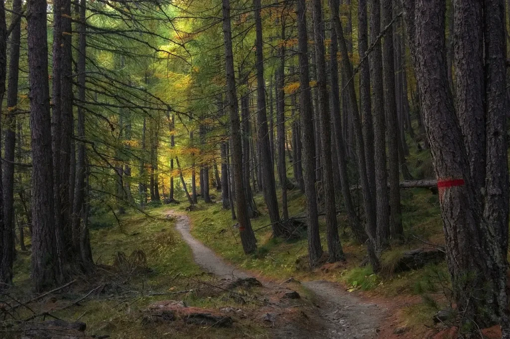 paseos por bosques bosque, árboles, naturaleza