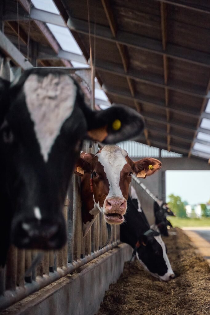 pexels-photo-12381458-12381458 A herd of cows feeding in a barn, showcasing agricultural livestock management.