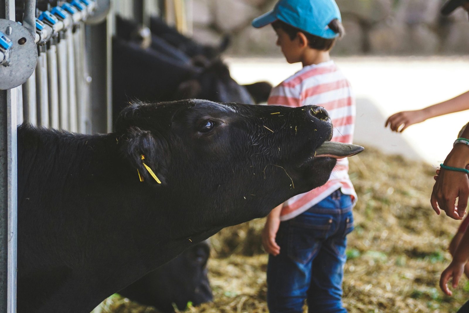 visitas a granjas Young boy interacting with cow at a farm, showcasing rural life and livestock care.